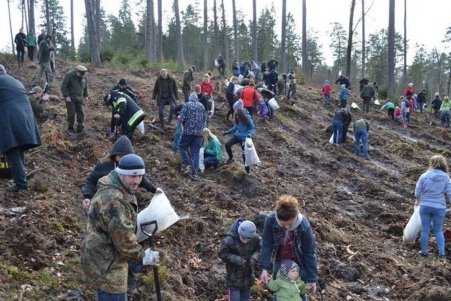 Sadzenie lasu w Leśnictwie Kozin