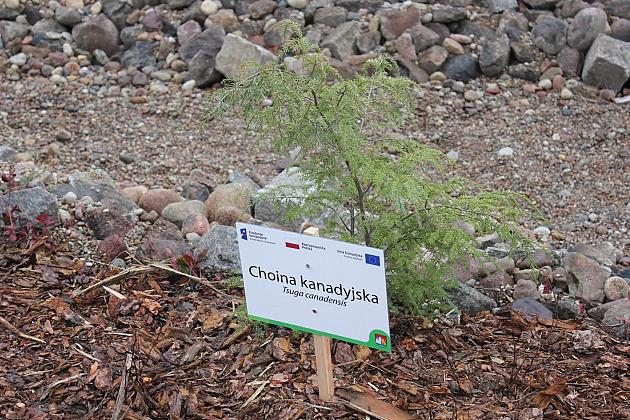 Przy Olimpijczyków powstały ogrody deszczowe