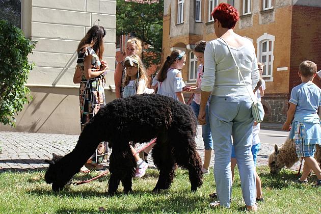 Wakacyjne spotkanie z lamą i alpakami