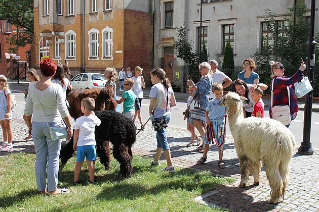 Wakacyjne spotkanie z lamą i alpakami