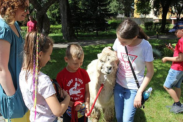Wakacyjne spotkanie z lamą i alpakami