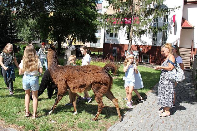 Wakacyjne spotkanie z lamą i alpakami