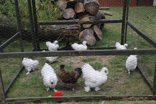 Festiwal Rzemiosł Dawnych w cieniu Sanktuarium św. Jakuba