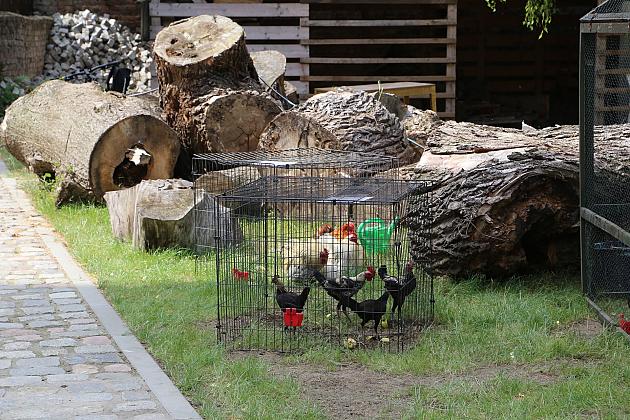 Festiwal Rzemiosł Dawnych w cieniu Sanktuarium św. Jakuba