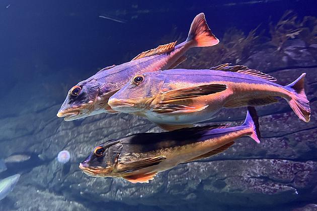 Szkolna polsko-niemiecka wymiana w Stralsundzie pt.: „Was verbindet?”- „Co łączy?