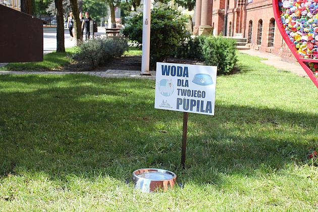Miski z wodą pod ratuszem. Pomóżmy zwierzętom przetrwać upały.