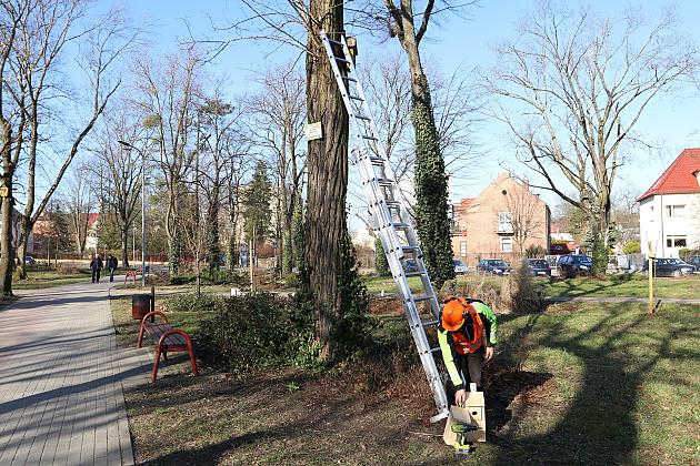 Nowe budki lęgowe dla ptaków już na drzewach