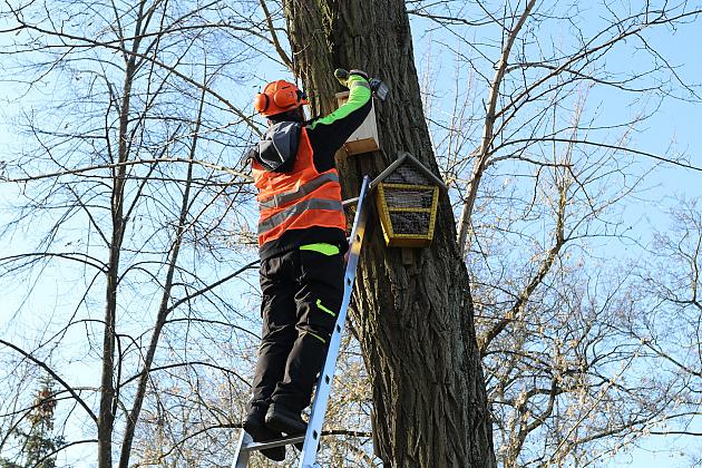 Nowe budki lęgowe dla ptaków już na drzewach