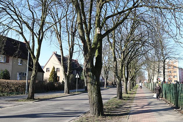 Nowe budki lęgowe dla ptaków już na drzewach