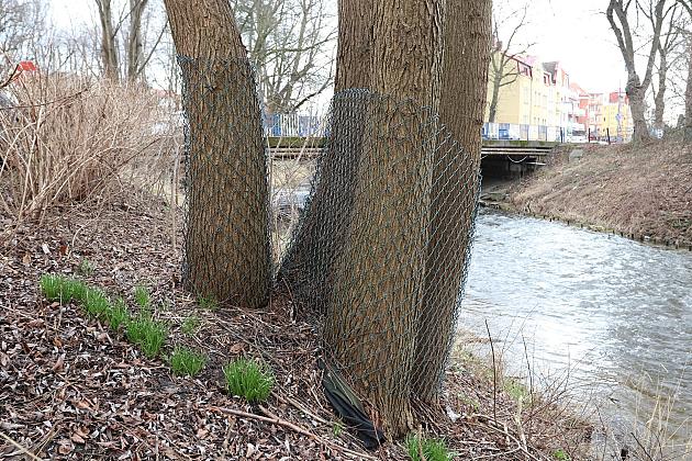 Drzewa zabezpieczone przed niszczycielskim działaniem bobrów