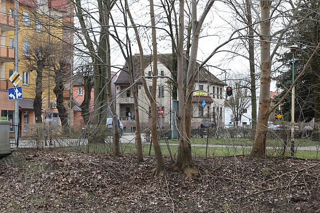 Drzewa zabezpieczone przed niszczycielskim działaniem bobrów
