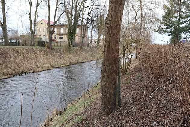 Drzewa zabezpieczone przed niszczycielskim działaniem bobrów