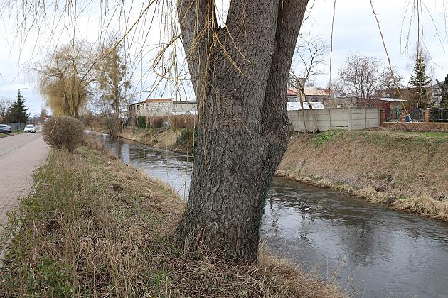 Drzewa zabezpieczone przed niszczycielskim działaniem bobrów