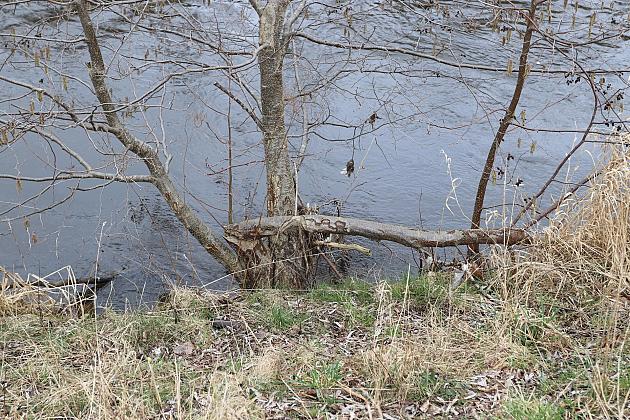Drzewa zabezpieczone przed niszczycielskim działaniem bobrów
