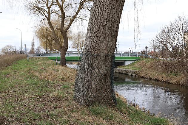 Drzewa zabezpieczone przed niszczycielskim działaniem bobrów