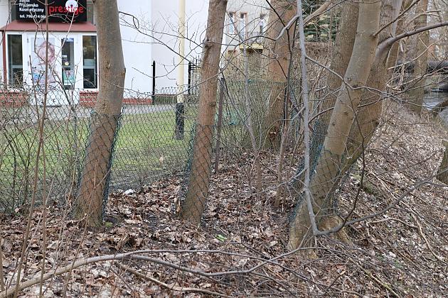 Drzewa zabezpieczone przed niszczycielskim działaniem bobrów