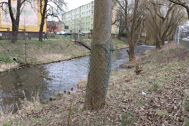 Drzewa zabezpieczone przed niszczycielskim działaniem bobrów