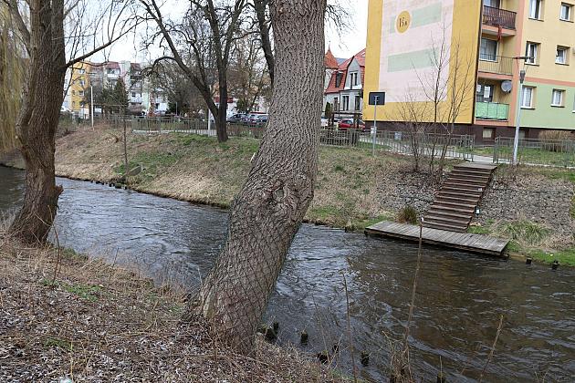 Drzewa zabezpieczone przed niszczycielskim działaniem bobrów