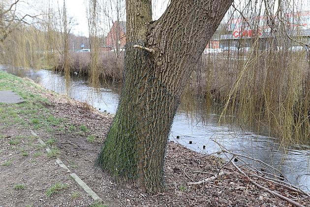 Drzewa zabezpieczone przed niszczycielskim działaniem bobrów