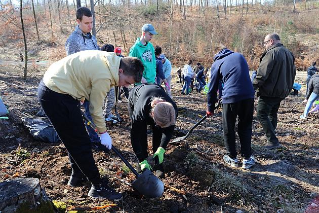 Wielka akcja wspólnego sadzenia lasu w Nadleśnictwie Lębork