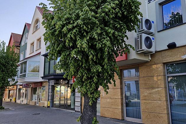 Zielone serce starówki - lipy na Staromiejskiej zyskują przestrzeń do życia