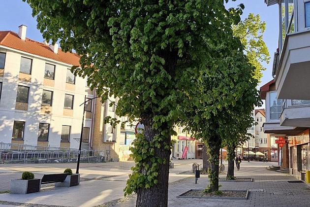 Zielone serce starówki - lipy na Staromiejskiej zyskują przestrzeń do życia