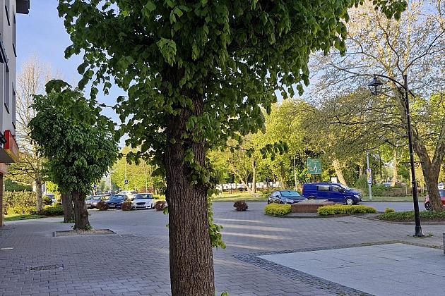 Zielone serce starówki - lipy na Staromiejskiej zyskują przestrzeń do życia