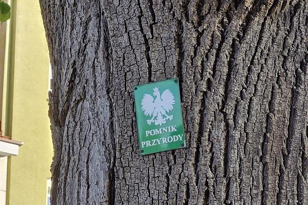 Zielone serce starówki - lipy na Staromiejskiej zyskują przestrzeń do życia