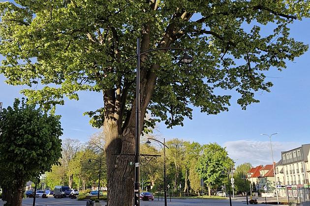 Zielone serce starówki - lipy na Staromiejskiej zyskują przestrzeń do życia