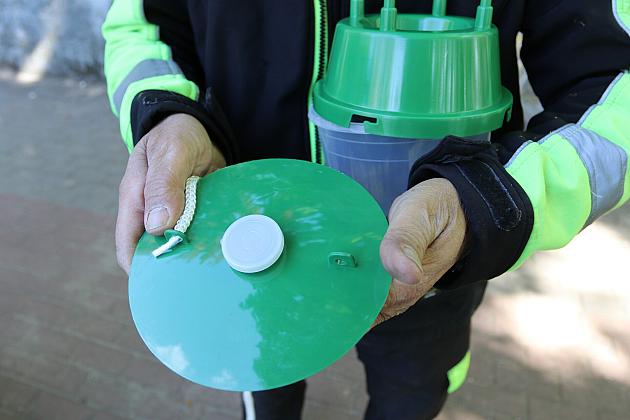 Miasto walczy o kasztanowce – ekologiczna metoda zwalczania szkodników