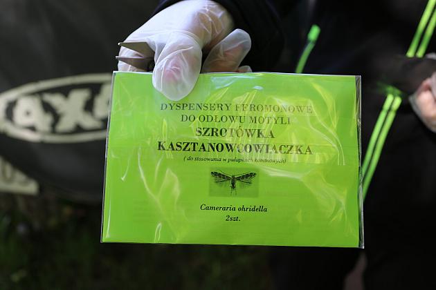 Miasto walczy o kasztanowce – ekologiczna metoda zwalczania szkodników