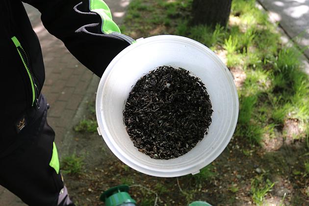 Miasto walczy o kasztanowce – ekologiczna metoda zwalczania szkodników