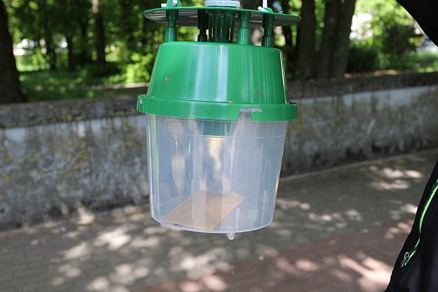 Miasto walczy o kasztanowce – ekologiczna metoda zwalczania szkodników