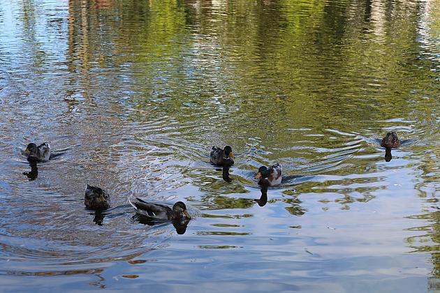 Ptasi bufet w Parku im. Marii i Lecha Kaczyńskich