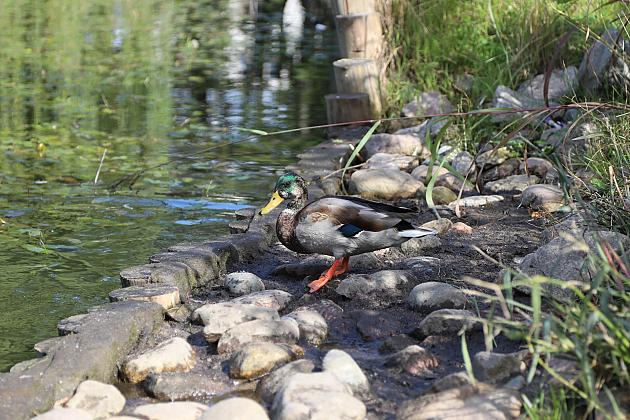 Ptasi bufet w Parku im. Marii i Lecha Kaczyńskich