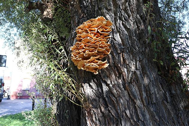 Wiekowe wierzby „Wodniczki” pod specjalnym nadzorem