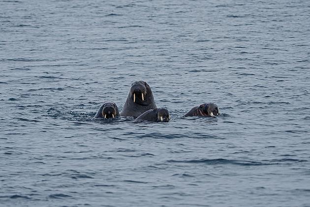 Historyczne osiągnięcie lęborczanina – na pokładzie żaglowca opłynął legendarny Spitsbergen