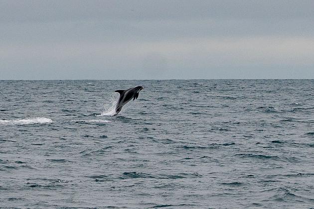 Historyczne osiągnięcie lęborczanina – na pokładzie żaglowca opłynął legendarny Spitsbergen