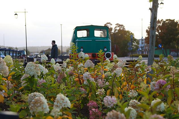 Krzewy i drzewa zmieniają krajobraz Lęborka