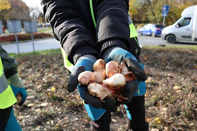 Rondo Solidarności rozkwitnie w biało - czerwonych barwach
