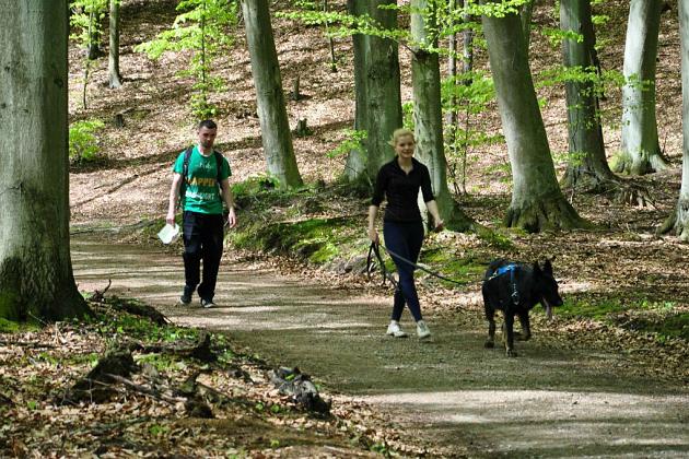 Zawody Dogtrekkingu w Lęborku