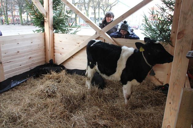 Żywa szopka na Pl. Pokoju