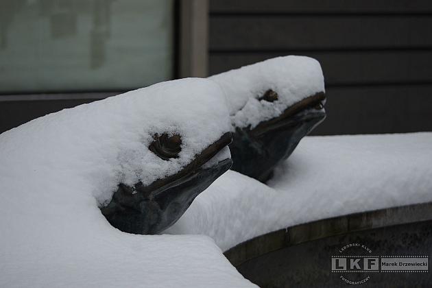 Lęborskie żabki zimą