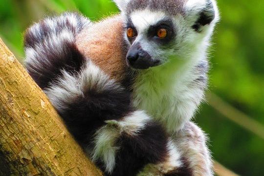 Alfabet Madagaskaru spotkanie w bibliotece