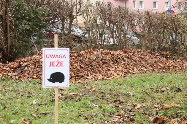 Zimowe azyle dla jeży w parku im. Mieczysława Michalskiego