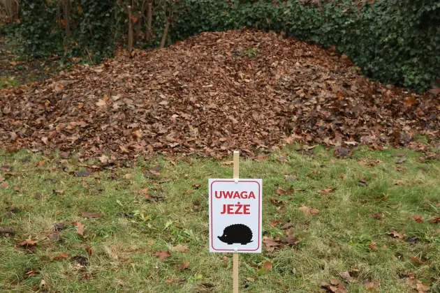 Zimowe azyle dla jeży w parku im. Mieczysława Michalskiego