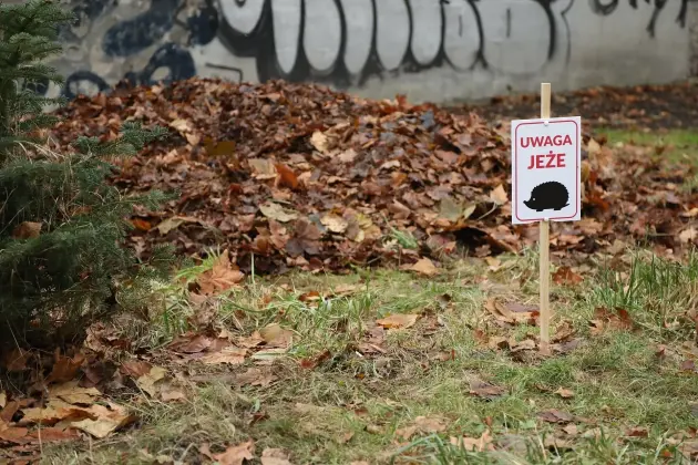 Zimowe azyle dla jeży w parku im. Mieczysława Michalskiego