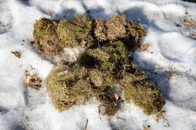 Wiosna w mieście - Lębork przygotował 230 budek lęgowych dla ptaków