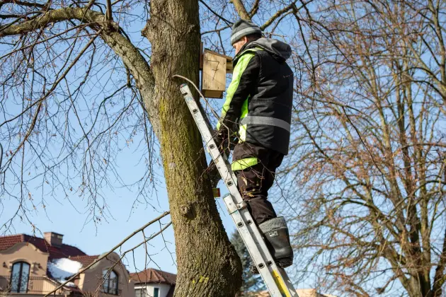 Wiosna w mieście - Lębork przygotował 230 budek lęgowych dla ptaków