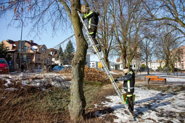 Wiosna w mieście - Lębork przygotował 230 budek lęgowych dla ptaków